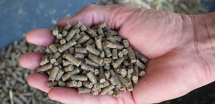 costo de inversión de molino de alimento en Argelia