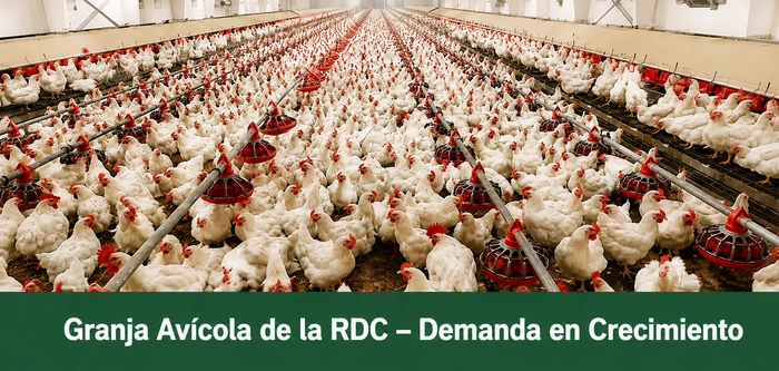 Gran_Granja_Avicola_Comercial_Con_Equipos_De_Alimentacion_Automatica_En_La_RDC