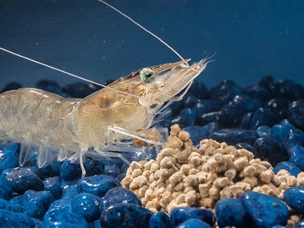 Pelets_De_Alimento_Para_Camarones_Para_Acuicultura