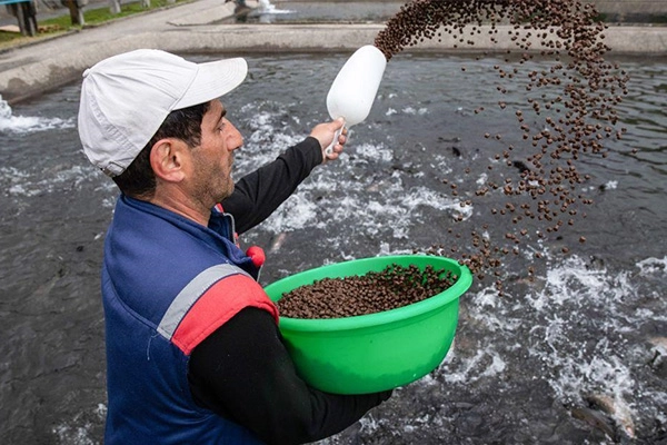Alimentacion_Manual_Con_Pelets_Flotantes_Para_Peces_En_Estanque_Acuicola